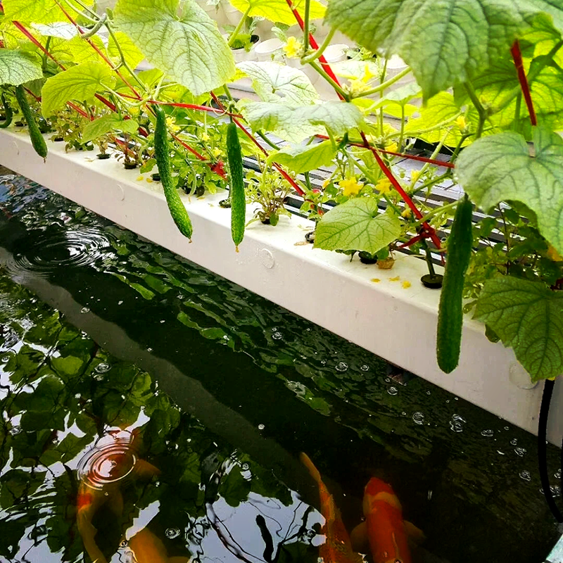 天水市玻璃大棚鱼菜共生 - 推荐