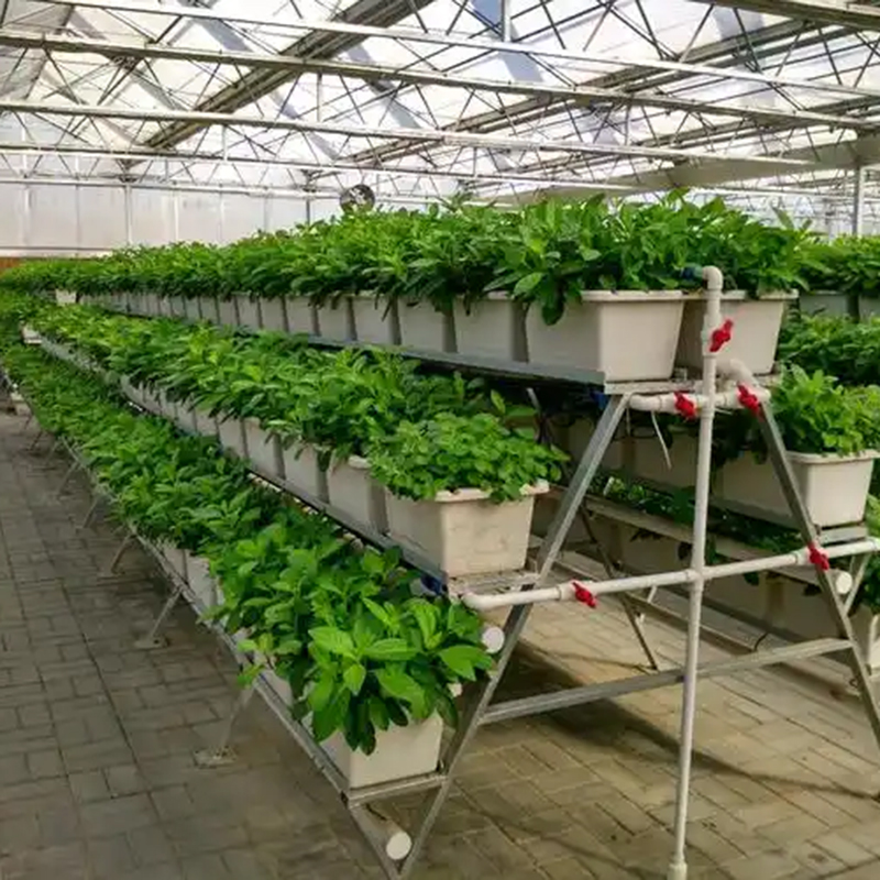 天水市植物工厂水培蔬菜 - 排名